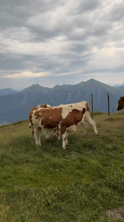 Cattle grazing on an Alpine hillside in Böckstein, Austria