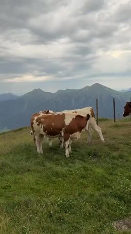 The video shows a group of brown and white cows standing on a grassy slope with a mountainous landscape in the background under a cloudy sky. The cows are facing in various directions, with some appearing to be grazing or looking towards the camera. The terrain is uneven and covered in green grass and some smaller white flowers. In the distance, layers of mountains are visible, receding into a hazy horizon. The sky is overcast with dramatic clouds. There are also a few wooden fence posts visible on the right side of the frame.