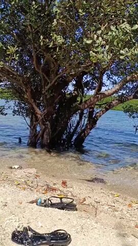Here's a concise description of the video:

The scene is a beach area where the water meets the sand. A leafy tree grows directly from the sand, with its lower branches submerged in the water. Two pairs of dark-colored sandals are discarded on the sand in the foreground. The water is a clear blue, and further in the distance, there's more greenery on the horizon.