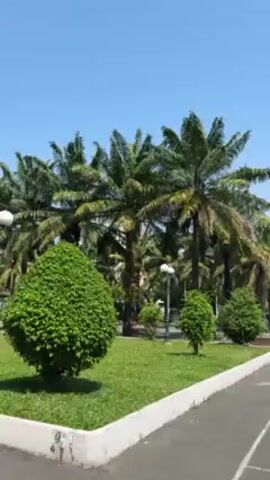 The video shows a view of a public park on a sunny day. There are palm trees and bushes in the park. The park also has benches and lampposts. There is a paved area with white lines marking it off, possibly for parking.  In the background, there are buildings and other trees. There are people walking in the distance.
