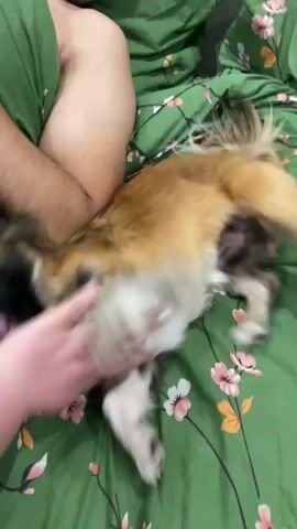 The video shows a small, fluffy dog with brown, black, and white fur. The dog is on a bed with green sheets that have a floral pattern. The dog appears to be playful, with its mouth open and its paws moving. A person's arm and shoulder are visible in the background, and it seems the dog is interacting with this person. The person's skin is fair, and they are wearing a green garment. The lighting suggests an indoor setting, possibly a bedroom. The dog is the primary focus of the video, and its energetic movements are captured in motion.