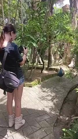 A person with dark hair tied back in a ponytail, wearing a dark top and denim shorts, is standing on a brick pathway in a lush, green environment. They are holding a camera up to their face and appear to be photographing a peacock. The peacock, with its iridescent blue and green plumage, is walking away from the person down the pathway. The pathway is bordered by greenery and trees, with dappled sunlight filtering through the leaves. The scene suggests a zoo or wildlife park setting.
