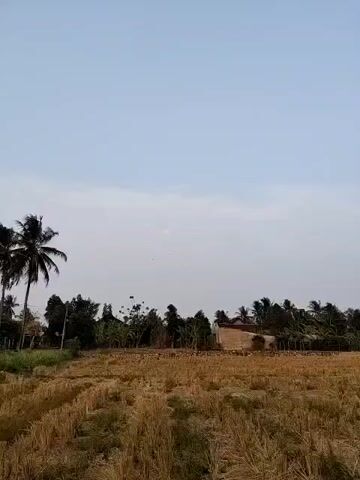 A video captures an aerial view of a rural landscape with a harvested field in the foreground. A line of trees, including coconut palms, marks the horizon, with a building visible behind them. The sky is a pale blue with wispy clouds. Several kites are visible flying in the sky, some are distinct and others are small specks. The video appears to be shot from a high vantage point, possibly a drone or a tall structure, looking down at the scene. The overall impression is one of a peaceful, sunlit day in the countryside.