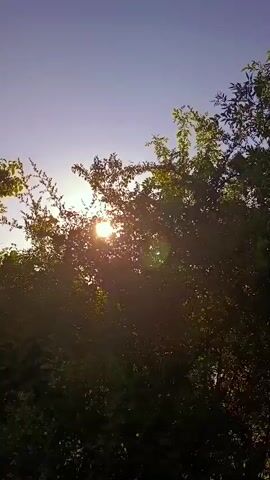The media file captures a serene natural scene, likely a garden or park setting in Tours, France, as the sun begins to set or rise. The foreground is dominated by the silhouettes of lush, green trees and foliage, creating a dark, rich texture against the brighter sky. Through the branches, the sun is visible as a bright, hazy orb, casting a warm glow and creating a lens flare effect. This suggests it is either early morning or late afternoon. The sky transitions from a lighter hue near the horizon to a deeper, more muted purple-blue towards the top of the frame, indicating the subtle color shifts of twilight. There are no people or man-made objects explicitly visible, emphasizing the natural beauty of the environment. The overall mood conveyed is one of tranquility and peacefulness, with the natural light playing a prominent role in shaping the atmosphere. The image evokes a sense of quietude and appreciation for the gentle beauty of nature at the transitionary hours of the day. There is no visible text in the media file.