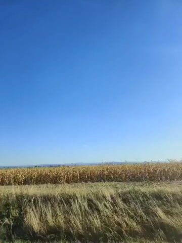 The video shows a view from a moving vehicle driving past a large cornfield under a clear blue sky. The corn appears dry and golden, suggesting it is nearing harvest time. The vehicle drives past a triangular road sign with a red border and a black symbol depicting a fork in the road. Tall green plants are visible in the foreground on the left side of the screen. Further on, the vehicle passes a road sign and a fence post. The road appears to be paved, with some damage visible. The landscape is flat, with distant hills or mountains visible on the horizon. The overall impression is of a rural, agricultural landscape during the day.
