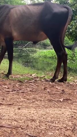 A dark brown cow stands in a field near a body of water covered in green vegetation. The cow is facing to the right and its tail is curled. The ground in the foreground is covered in dirt and fallen leaves. The background consists of lush green trees and foliage. The video is a still shot of the cow.