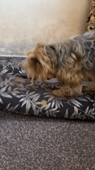 Yorkshire Terrier lounging on a floral pillow in Yerevan