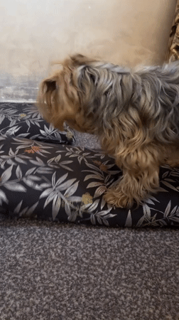 Yorkshire Terrier lounging on a floral pillow in Yerevan