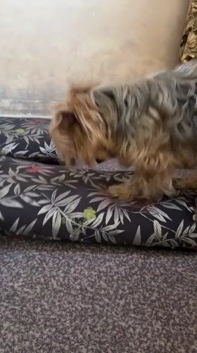 Yorkshire Terrier lounging on a floral pillow in Yerevan