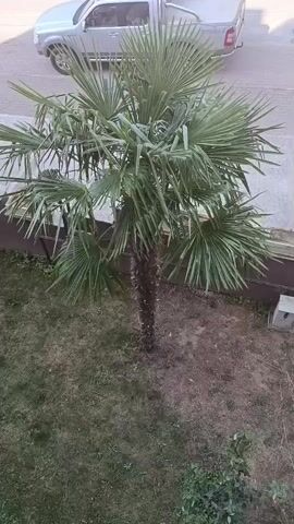A medium shot, high-angle view captures a palm tree with a rough, segmented trunk and large, fan-shaped green leaves. The ground around the tree is covered in dry, sparse grass. In the background, a silver pickup truck is parked on a paved surface. The scene transitions to show a different angle of the palm tree and its surroundings. Further along, a white car drives down a road next to a sidewalk lined with planter boxes. The video ends showing another palm tree and more greenery.