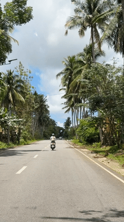 Scooter rider travels palm-lined road in Del Carmen, Philippines