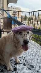 Costumed Golden Retriever Spotted in Tbilisi Neighborhood