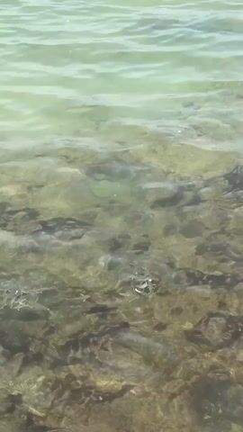 The video shows clear, shallow water over a rocky seabed. The water has a light green to turquoise hue, indicating its clarity and the bright sunlight. Numerous small fish are visible, swimming close to the bottom, which is covered in dark, irregular shapes that appear to be rocks or coral formations. The water surface shows gentle ripples. The scene depicts a tranquil underwater view, likely in a coastal area like Al Fiqait, United Arab Emirates.