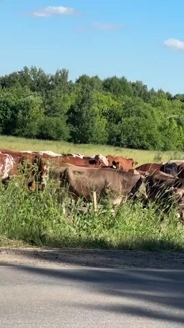 The video shows a herd of cattle grazing in a field next to a road. The cattle are of various colors, including brown, black, and white, and some have horns. The field is covered in green grass and there are trees in the background. In the distance, there are buildings and a blue sky with some clouds. The video is shot from a low angle, close to the ground.