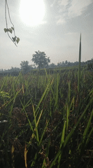 Morning scenes documented across rural Blangriek, Indonesia