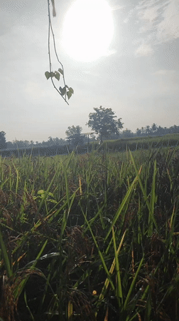 Morning scenes documented across rural Blangriek, Indonesia