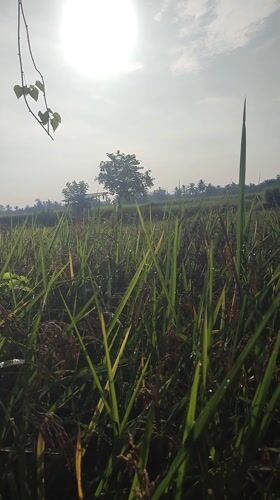 Morning scenes documented across rural Blangriek, Indonesia