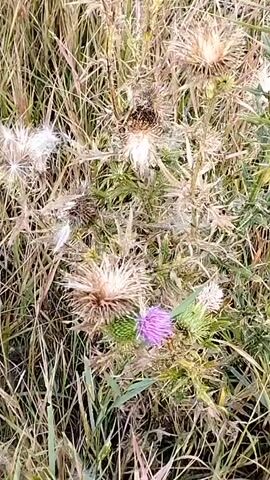 The video shows a close-up view of a thistle plant with several dried flower heads and one partially bloomed purple flower. The plant is surrounded by dry grass and foliage. The camera pans slightly, focusing on different parts of the plant. There are no people or animals visible in the video. The lighting suggests it is daytime, possibly overcast.