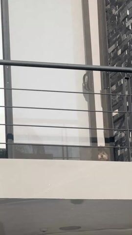 The video shows a small dog looking out from behind a glass door and a metal railing on a balcony. The balcony has a gray exterior wall, and a section of the building next to the door is covered in dark gray brick.