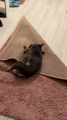French Bulldog Plays and Rests in Burgas Evening