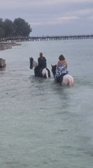Horseback riders traverse shallow waters near Tanzanian pier