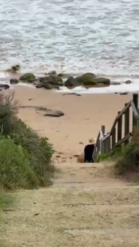 A view from a grassy area overlooking a sandy beach with a dog and a set of wooden stairs. The ocean has waves crashing near rocks on the beach. The wooden stairs lead down to the beach, with greenery on either side of the path. A dog is standing on the beach, near the bottom of the stairs.
