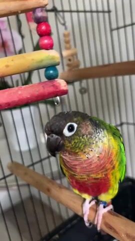 A close-up video shows a colorful conure parrot sitting on a perch inside its cage. The parrot has a dark head, green wings, and a chest with red and yellow markings. The parrot's feet are visible, and it is wearing a blue band on one leg. Above the parrot, several colorful wooden toys are hanging from the top of the cage. The camera zooms in on the parrot as a hand enters the frame from the bottom left and offers its finger to the bird. The parrot looks at the finger and then places its foot on it, prompting praise from the off-screen speaker.
