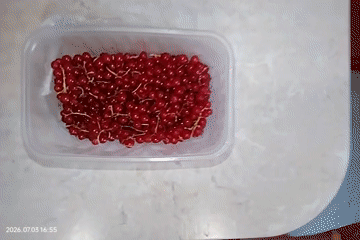 Fresh red and blackcurrants in plastic containers, still on stems
