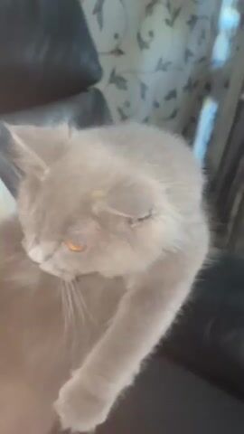 A fluffy gray cat with orange eyes is held by a person's hand. The cat is looking downwards and appears to be blinking. The background shows a dark leather couch and patterned curtains.
