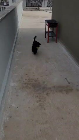 A black dog runs across a concrete surface with a yellow ball. The dog is wearing a purple collar. In the background, there is a black grill on a stand, and a grey wall. The scene appears to be outdoors, possibly a patio or courtyard.