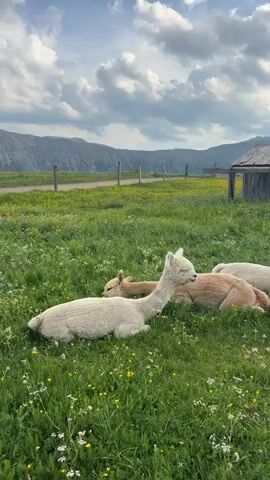 Four alpacas are lying in a grassy field dotted with small yellow and white flowers. In the background, there is a wooden structure with a slanted roof, a fence, and rolling hills under a cloudy sky. The alpacas are of varying colors, including white, cream, and light brown. The camera pans slowly across the scene, capturing the alpacas resting in the meadow.