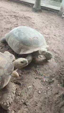 The video shows two large tortoises on a dirt ground with some leaves scattered around. The tortoise in the foreground is only partially visible. The other tortoise is in the center, facing slightly to the right, and is slowly moving its legs. A tree trunk and a fence are visible in the background. The lighting is moderate, and the overall scene appears to be outdoors.
