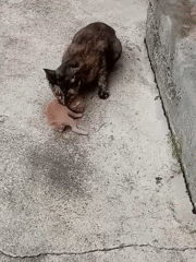 Cats, roosters, and rice paddies on a quiet rural morning