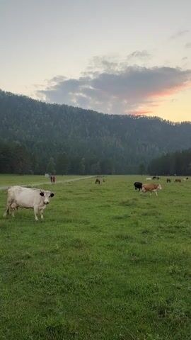 The video shows a herd of cows grazing in a lush green pasture. In the background, a dense forest covers the slopes of a large hill. The sky above is a soft gradient of grey and pink, indicating either sunrise or sunset. A few people can be seen walking in the distance on a path leading through the field.