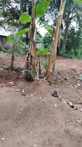 The camera slowly pans across a partially cleared plot of land surrounded by banana trees and other vegetation. The ground is mostly dirt and scattered debris, including a small red cup, a black plastic bag, and a pink object that resembles a flower. In the background, glimpses of buildings and other trees can be seen. The overall impression is one of a somewhat unkempt area in a tropical or subtropical location. There are no people visible in the shot.