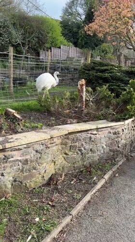White rhea spotted in Snailbeach garden area