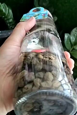 A hand holds a clear plastic bottle filled with gravel and what appears to be moss. A colorful tag with a cartoon drawing of a fish and the words "Water Worx" is attached to the bottle. The bottle is tilted and rotated, showing its contents and the tag. In the background, green leafy plants are visible.