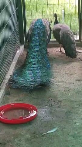 Two peacocks are standing in an enclosure. One is facing away from the camera, displaying its iridescent blue and green tail feathers. The other peacock, which is gray, is standing with its head down near the first peacock. The enclosure has wire mesh walls and a concrete floor with some dirt. There's grass visible outside the enclosure. A red plastic object is on the floor of the enclosure.