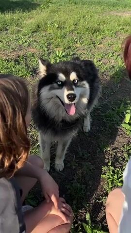 A young person pets a dog in a field of grass and weeds. The dog has black and white fur and blue eyes, and it is standing in the field. The person petting the dog has light skin and is wearing a dark-colored shirt. The field is green and the sky is blue. There are some buildings in the background. The person reaches out with their hand to pet the dog and gives it a treat. The dog licks the person's hand.