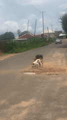 Dogs and cows roam the streets of Jos, Nigeria