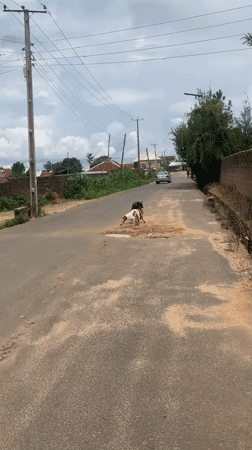 Dogs and cows roam the streets of Jos, Nigeria