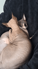 Two Sphynx cats napping together on a black blanket in Nha Trang