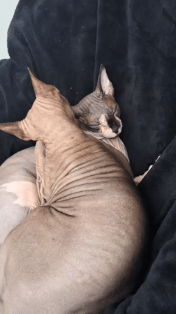 Two Sphynx cats napping together on a black blanket in Nha Trang