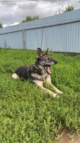 A dog is lying down in green grass. The dog is on a chain. The dog is looking to the right. The dog opens its mouth. The dog closes its mouth. The dog looks away from the camera. There is a fence in the background. The sky is cloudy.
