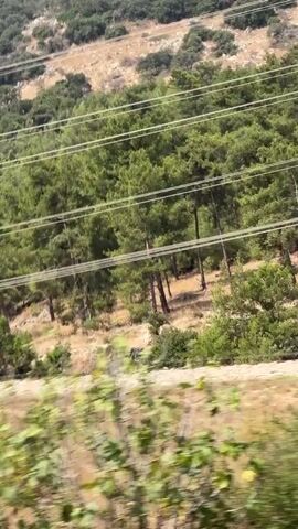 The video shows a view from a moving vehicle, looking out at a hillside covered in trees. Power lines are visible in the foreground, stretching across the frame. The trees are a mix of evergreen and deciduous varieties. The hillside itself is rocky and uneven, with sparse vegetation in some areas. The sky is a clear blue. The camera is moving sideways, giving a sense of speed. There is a small red object on the power lines in the upper left portion of the frame.