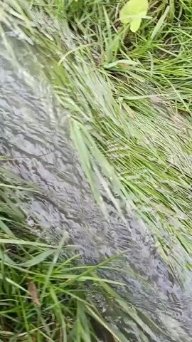 The video shows a close-up view of water flowing through grass. A hand enters the frame and cups the water. The hand then moves away, and the water continues to flow. The environment appears to be outdoors, with green grass surrounding the stream of water. The lighting suggests it may be daytime.