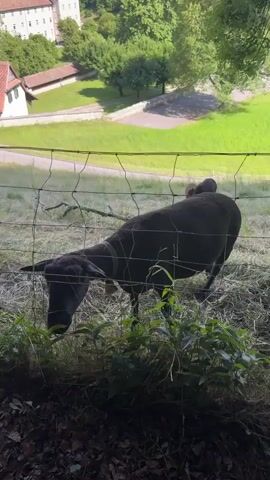 A black sheep with a bell around its neck is visible behind a wire fence. The sheep is bending down to eat grass. The background shows a grassy hill, trees, and a building. The lighting suggests it is daytime.