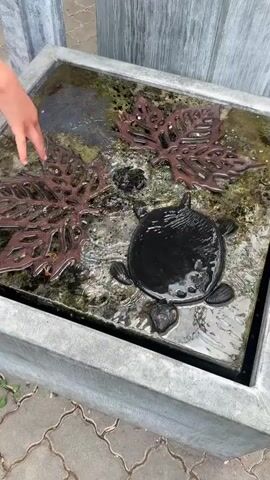 The video shows a close-up, overhead shot of a square, concrete water feature with a dark-colored basin. In the basin, there are decorative, raised leaf shapes and a raised turtle shape. Water is flowing into the basin from a central opening, creating ripples and movement on the surface. Some moss or algae is visible on the bottom of the basin. The water feature appears to be outdoors, with paving stones visible around the edges.