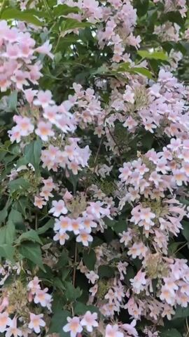 The video is a close-up shot of a bush covered in delicate, pale pink flowers with orange centers. The flowers are clustered together, creating a dense and abundant display against a backdrop of green leaves. The camera pans slightly, revealing the full extent of the blooming bush. The lighting suggests it is daytime, possibly late afternoon or early evening, with soft, natural light illuminating the scene. The foliage appears lush and healthy, indicating favorable weather conditions, likely spring or early summer. The overall impression is one of natural beauty and tranquility. There is no visible text in the video. Given the location context, this could be a garden or park in Lidingö, Sweden, during its flowering season. The focus is solely on the floral subject, creating a peaceful and aesthetically pleasing visual experience.