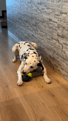 Dalmatian plays with toy on floor in Puebla